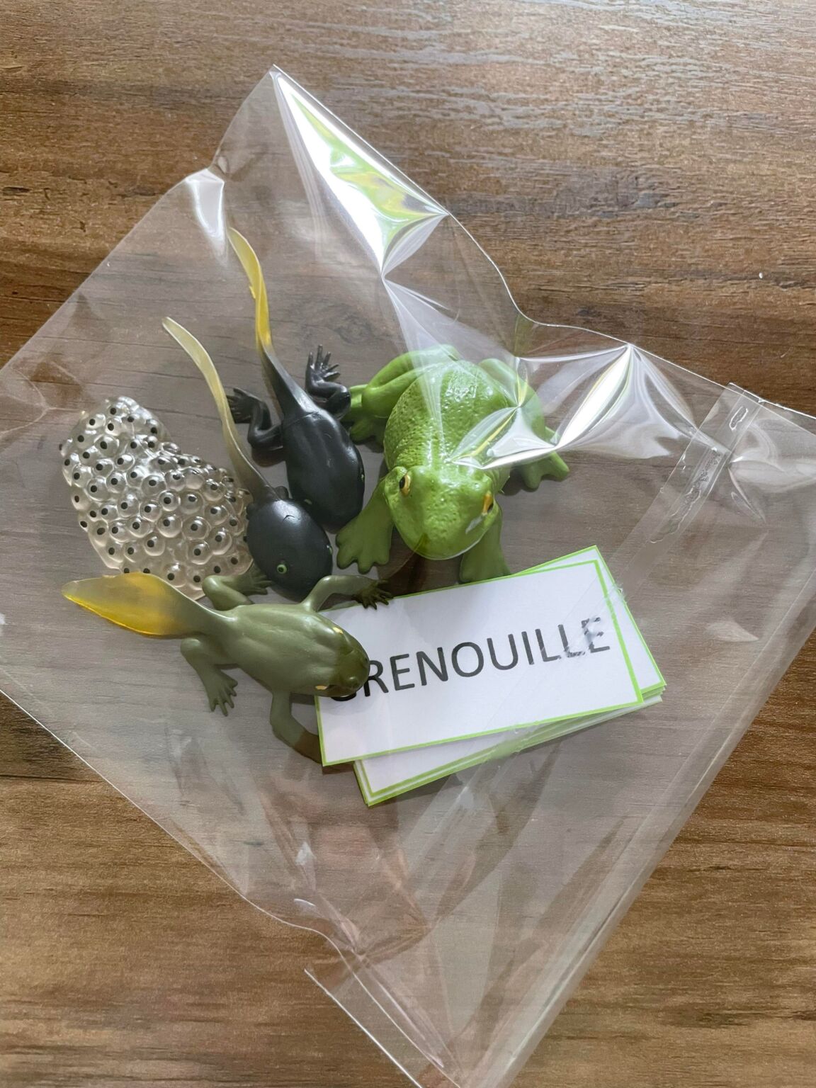 Figurines Cycles De Vie De La Grenouille Apprendre Simplement