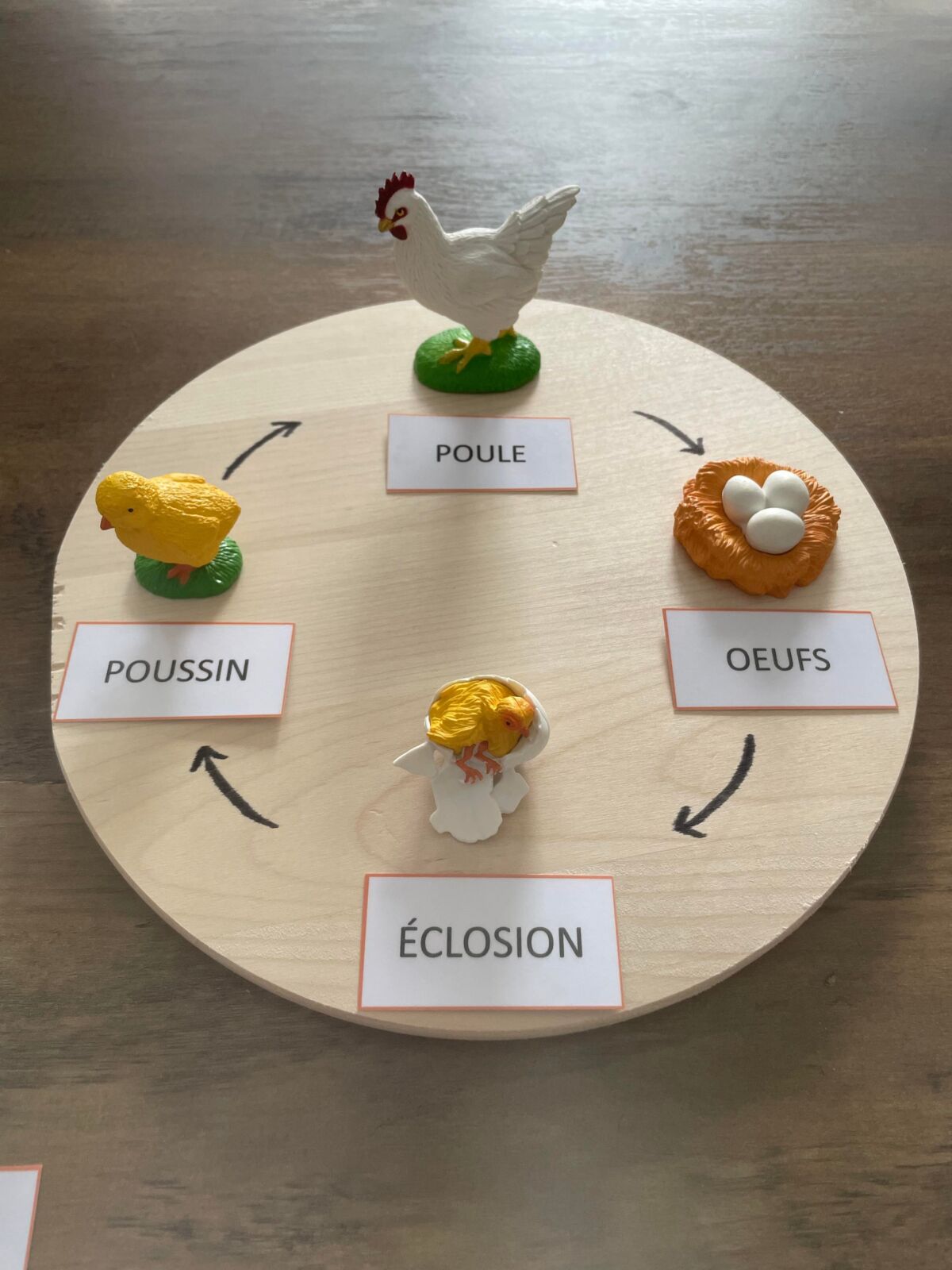 Figurines Cycle De Vie De La Poule Apprendre Simplement