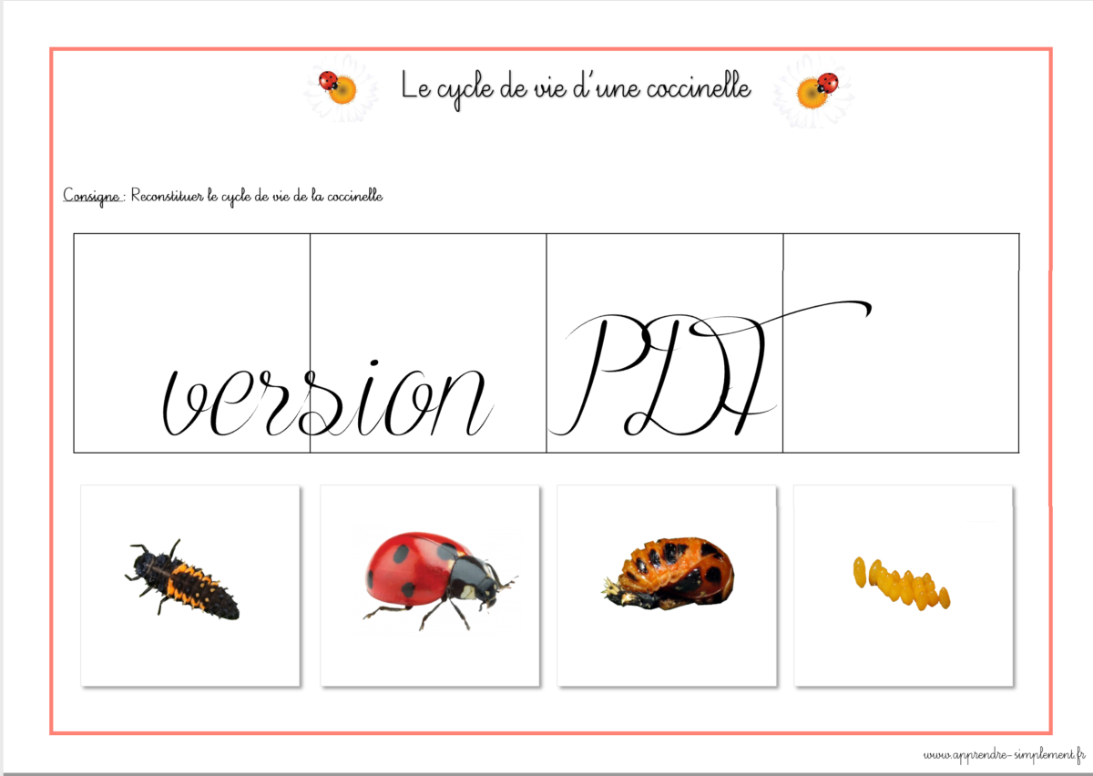 Cycle De Vie De La Coccinelle Apprendre Simplement