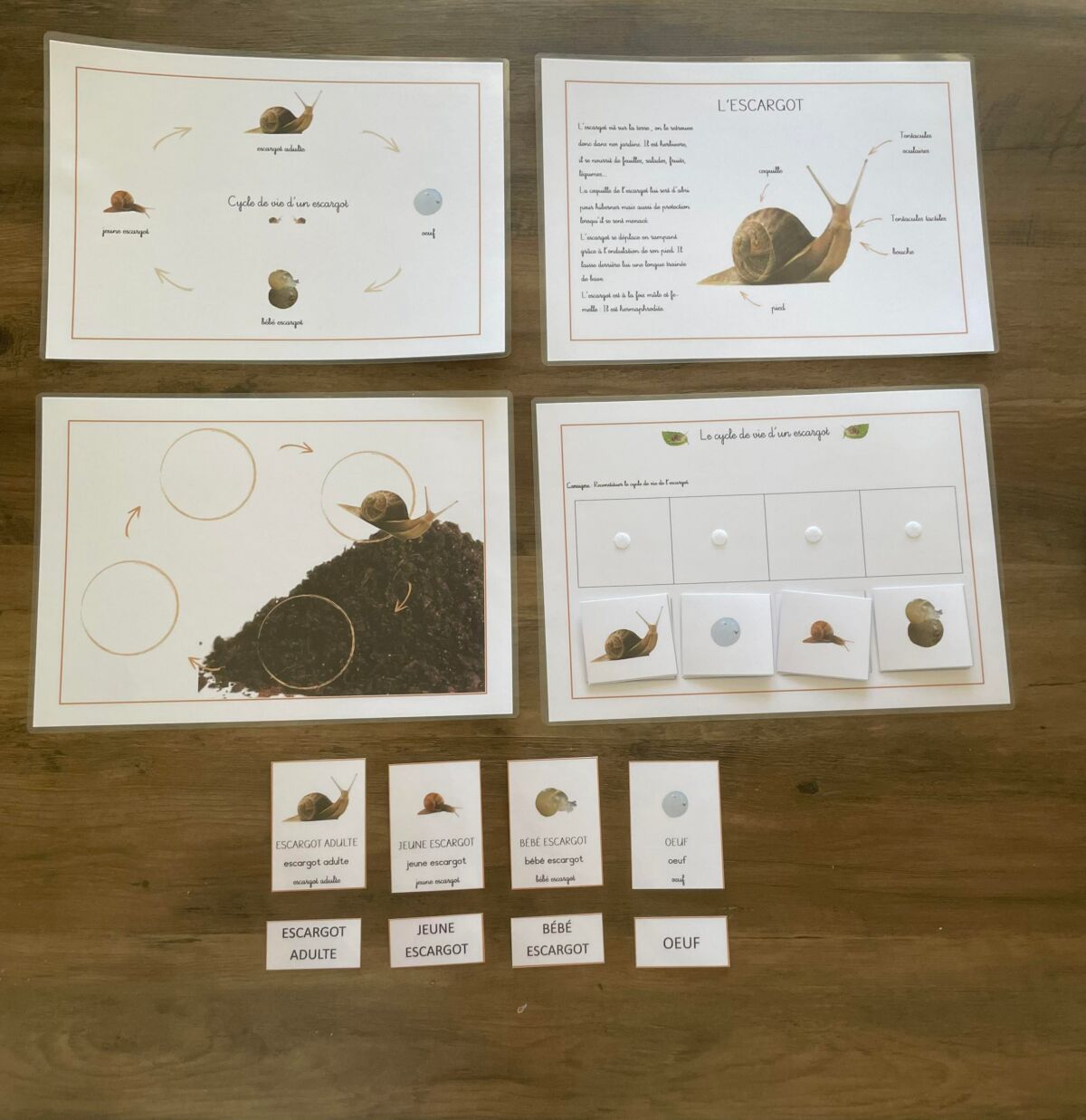 Cycle de vie de l’escargot Apprendre Simplement