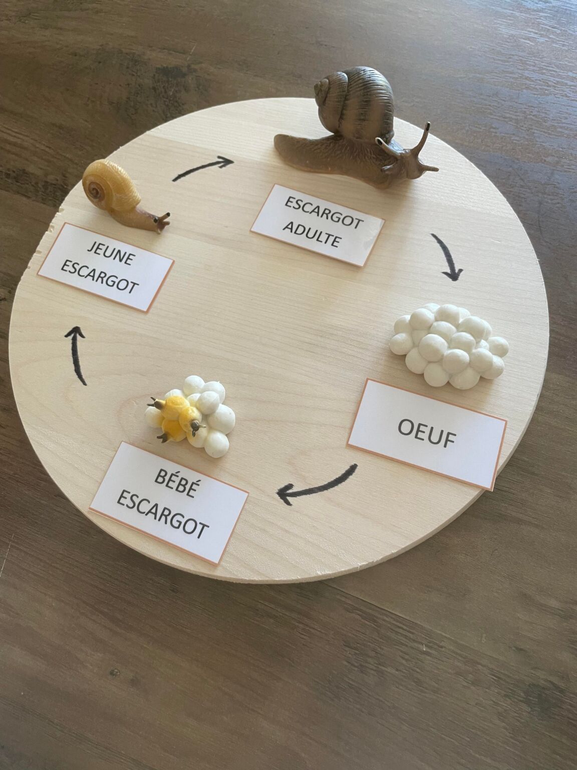 Cycle de vie de l’escargot Apprendre Simplement