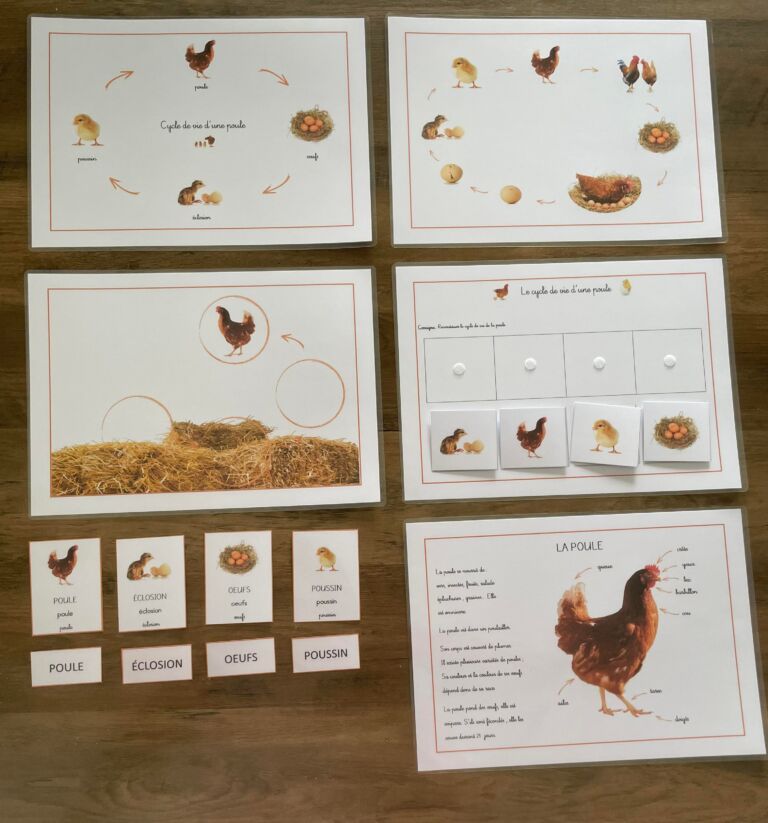 Cycle de vie de la poule Apprendre Simplement