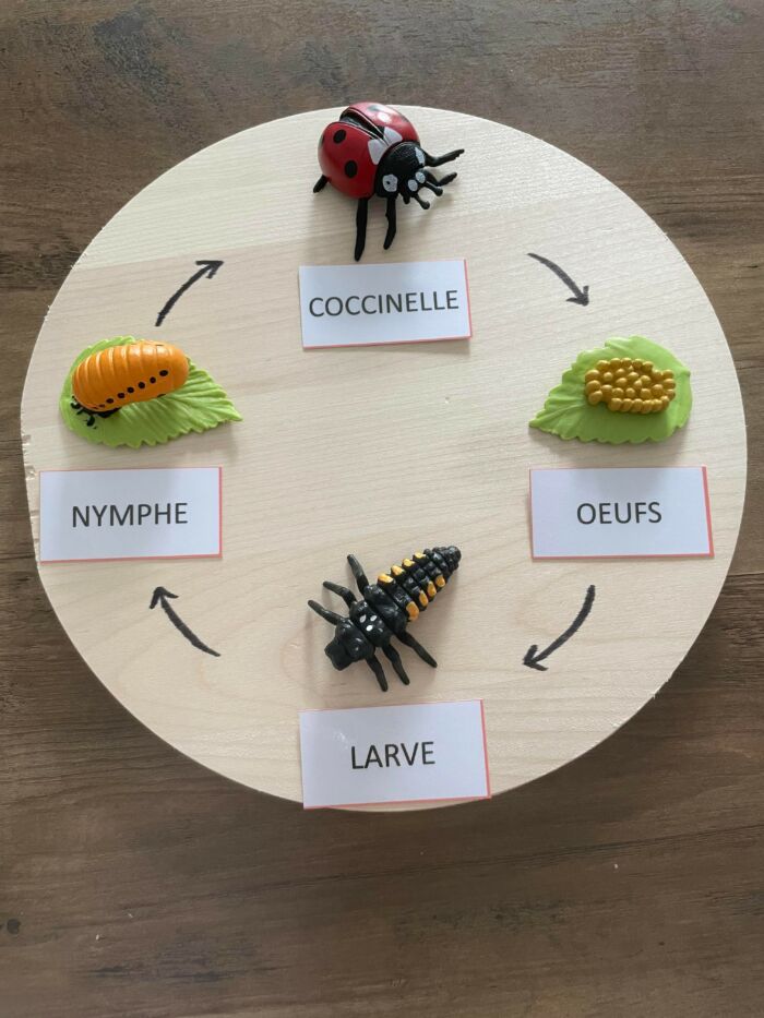 Cycle de vie de la coccinelle