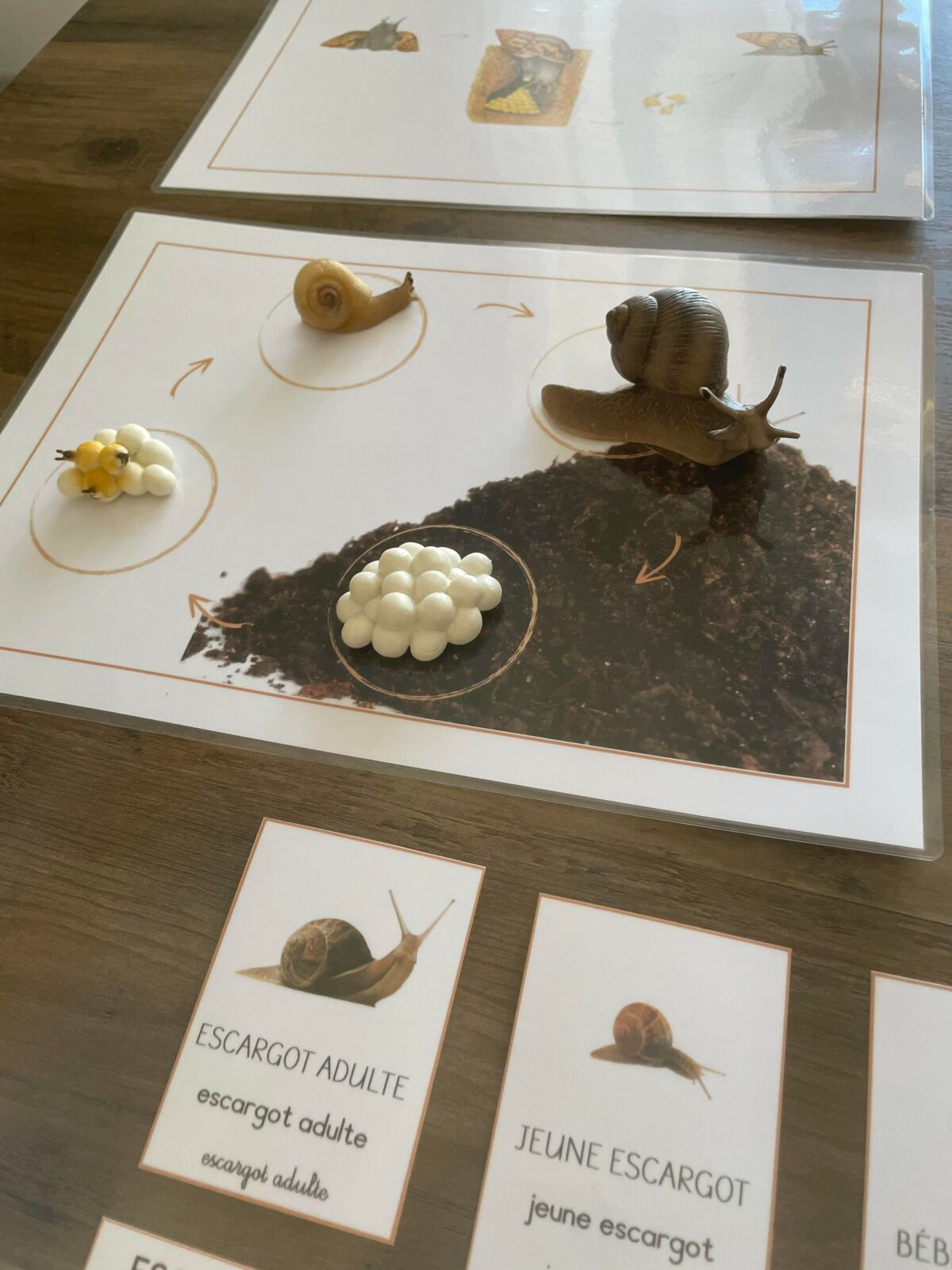 Cycle de vie de l’escargot Apprendre Simplement